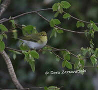 Wood Warbler