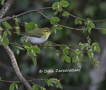 Wood Warbler