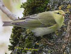 Wood Warbler