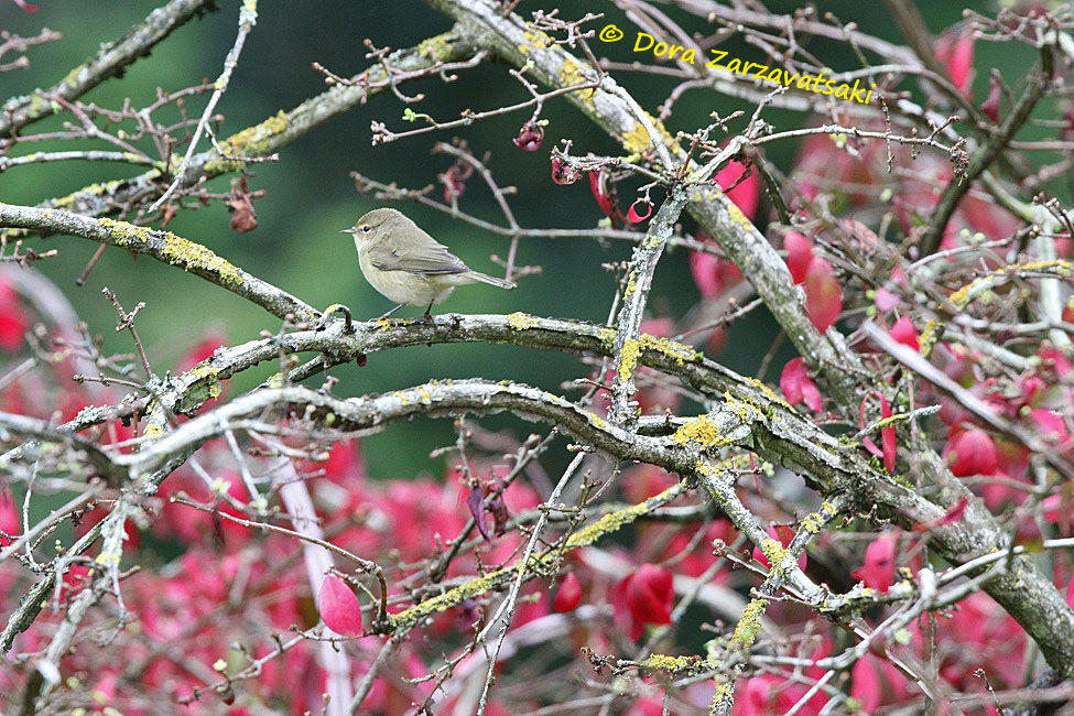 Common Chiffchaff