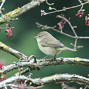 Common Chiffchaff