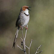 Rufous-eared Warbler