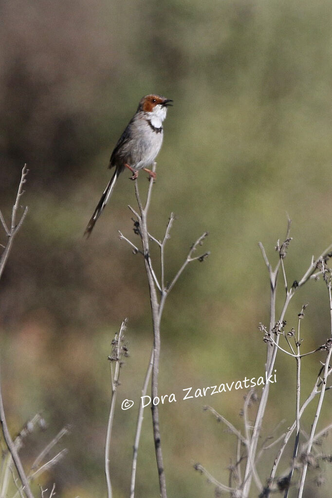 Rufous-eared Warbleradult