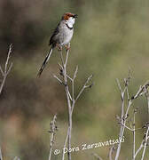 Rufous-eared Warbler