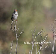 Rufous-eared Warbler