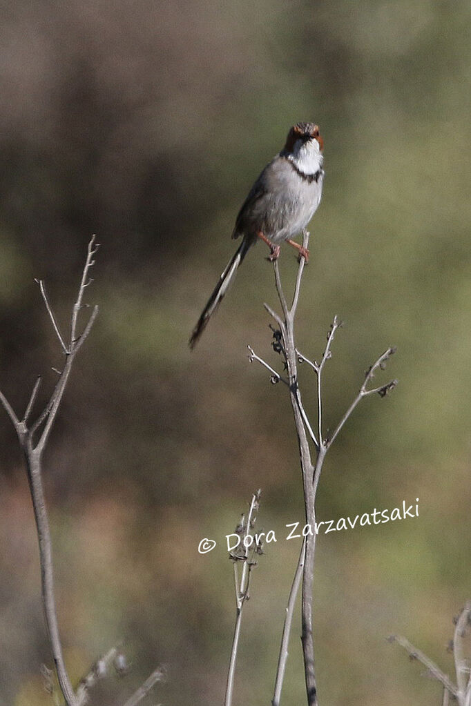 Rufous-eared Warbleradult