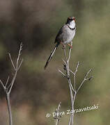 Rufous-eared Warbler