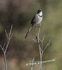 Prinia à joues rousses