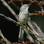 Prinia du Karroo