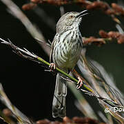 Karoo Prinia