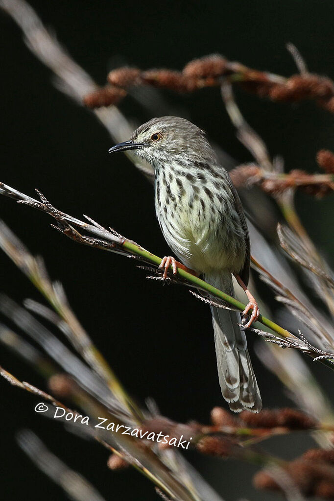 Prinia du Karrooadulte