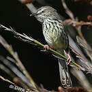 Prinia du Karroo