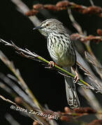 Karoo Prinia