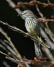 Prinia du Karroo