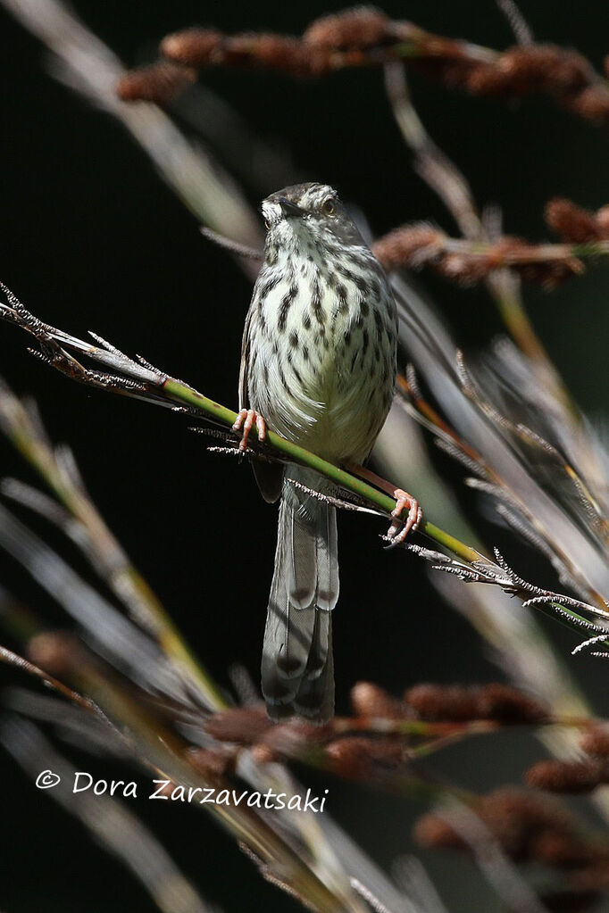 Prinia du Karrooadulte