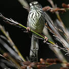 Prinia du Karroo