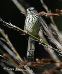 Prinia du Karroo