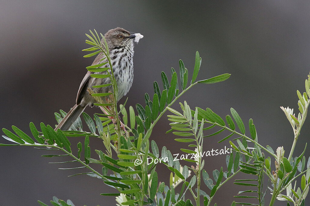 Prinia du Karrooadulte, Nidification