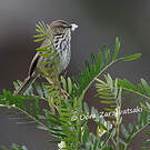Prinia du Karroo