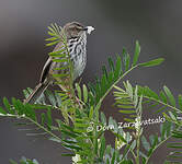 Prinia du Karroo