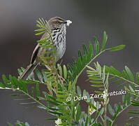 Karoo Prinia