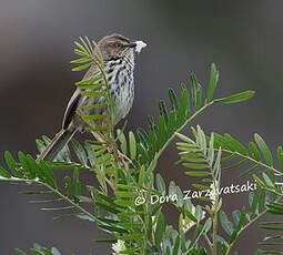 Prinia du Karroo