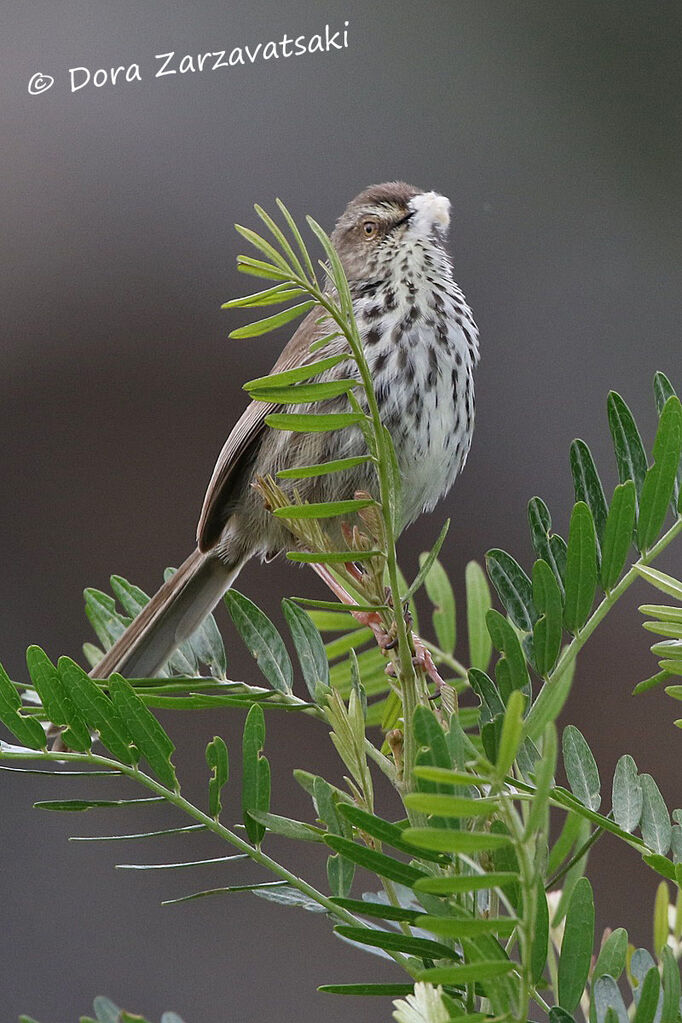 Prinia du Karrooadulte, Nidification