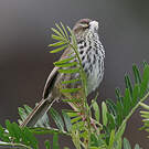 Prinia du Karroo