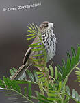 Prinia du Karroo