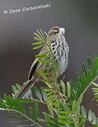 Prinia du Karroo