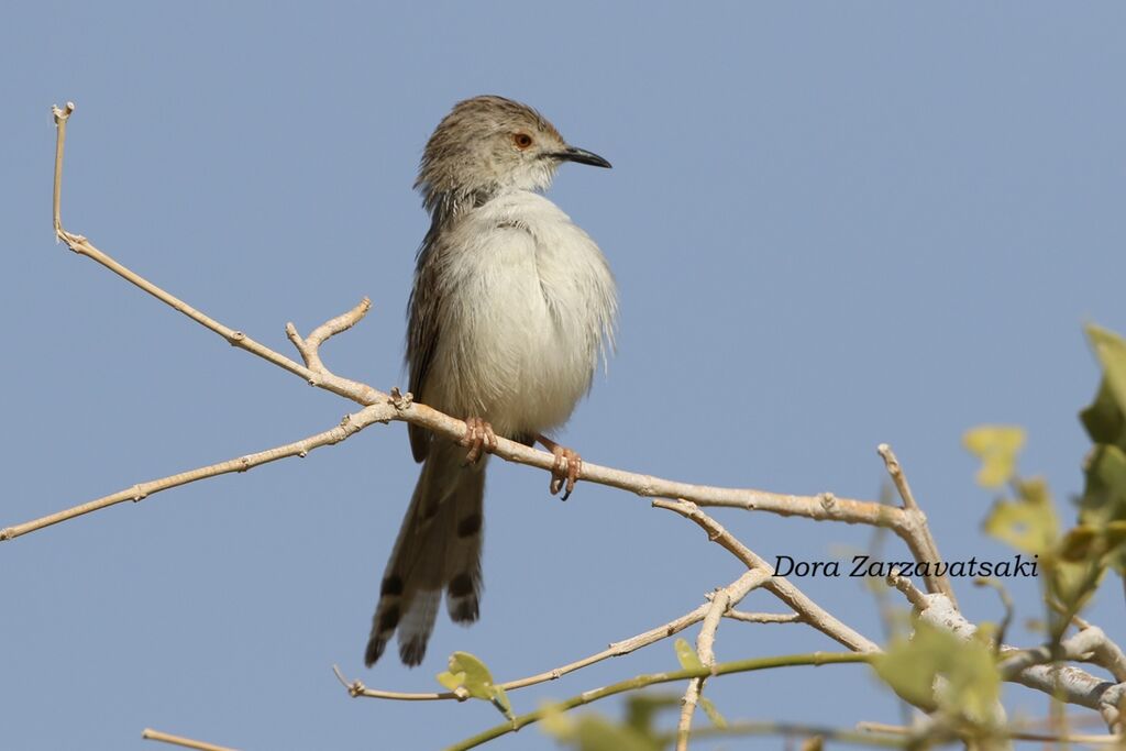 Prinia gracile