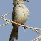Prinia gracile