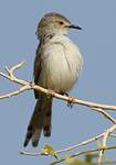 Prinia gracile