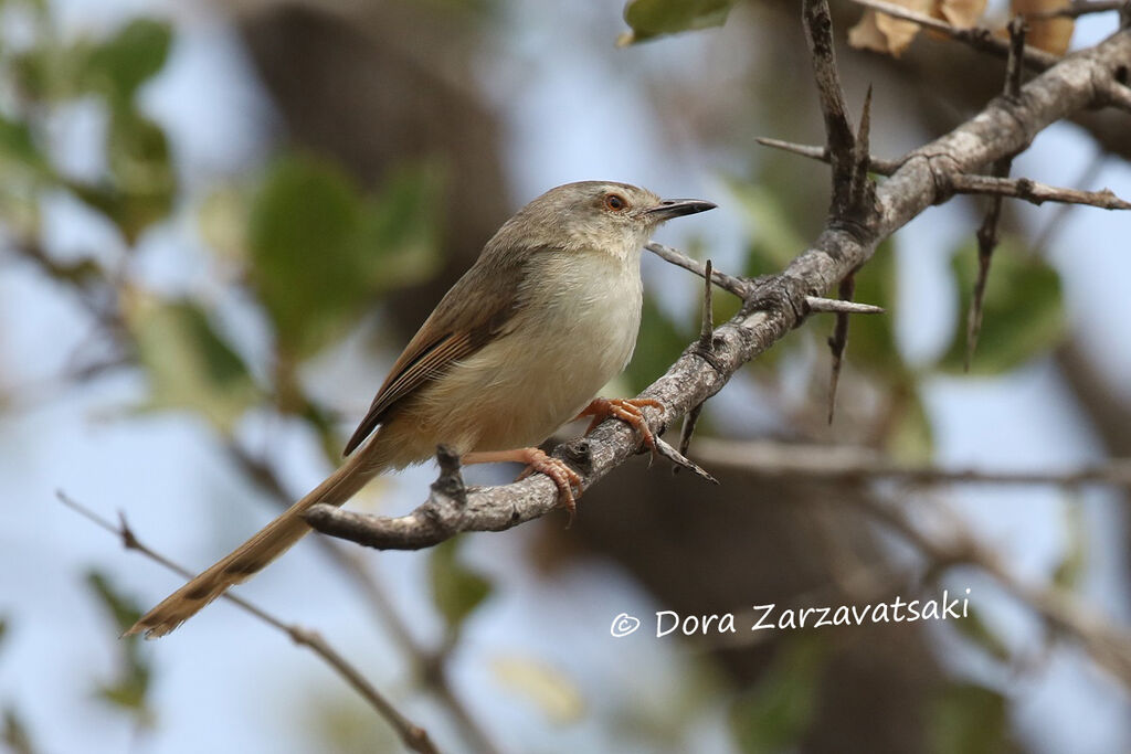 Prinia modesteadulte