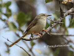 Tawny-flanked Prinia