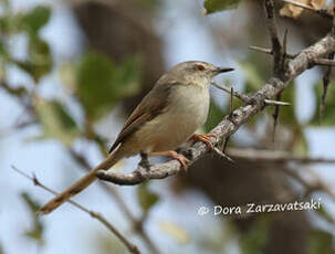 Prinia modeste