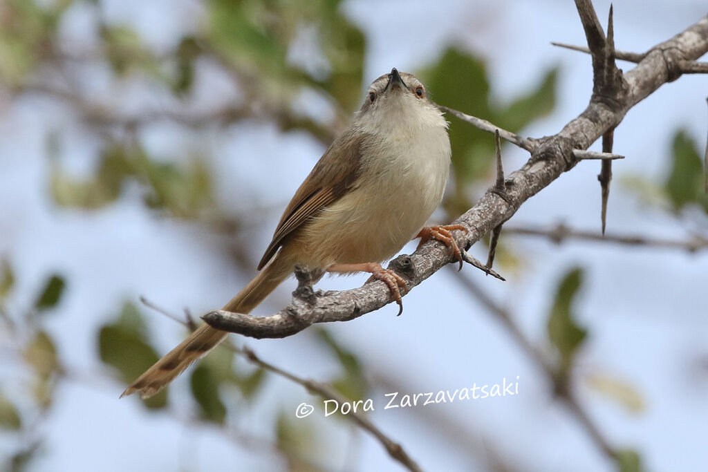 Prinia modesteadulte