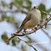 Prinia modeste