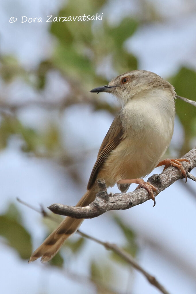 Tawny-flanked Priniaadult