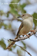 Tawny-flanked Prinia