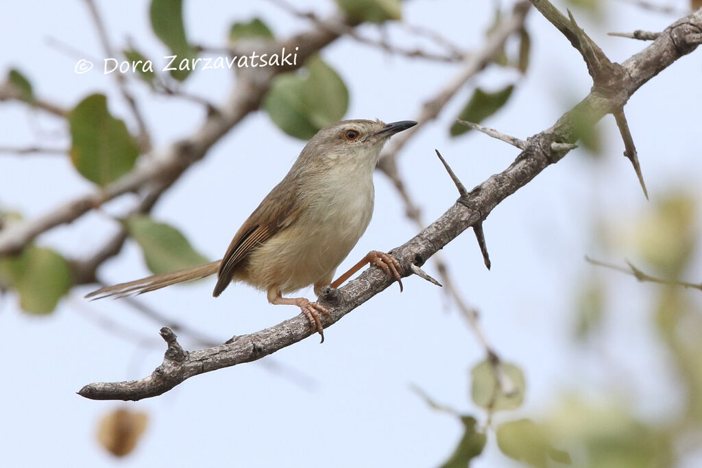 Prinia modesteadulte