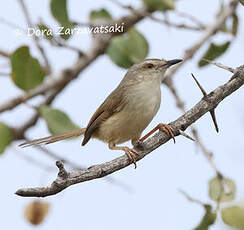 Prinia modeste