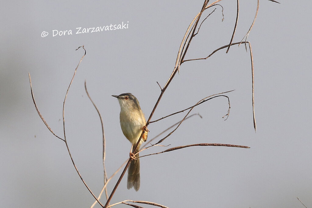 Prinia simpleadulte, identification