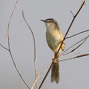 Prinia simple