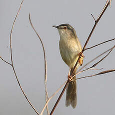 Prinia simple