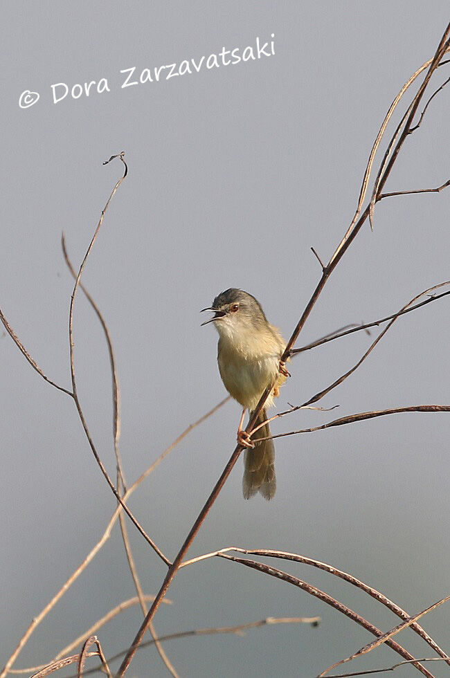 Prinia simpleadulte, identification, chant