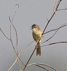 Prinia simple