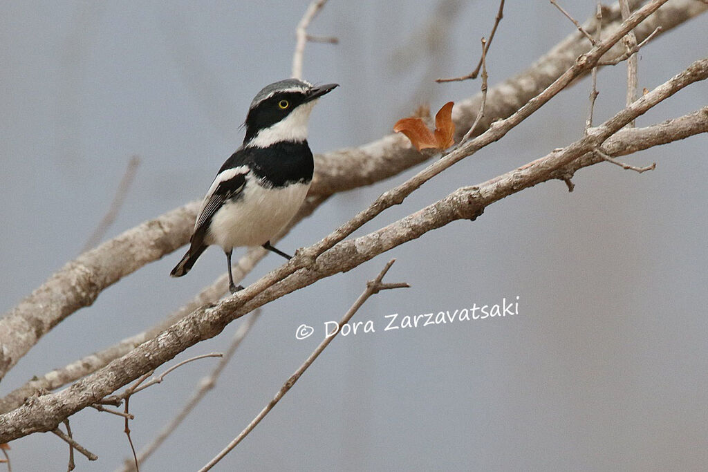 Chinspot Batis male adult