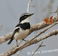 Chinspot Batis