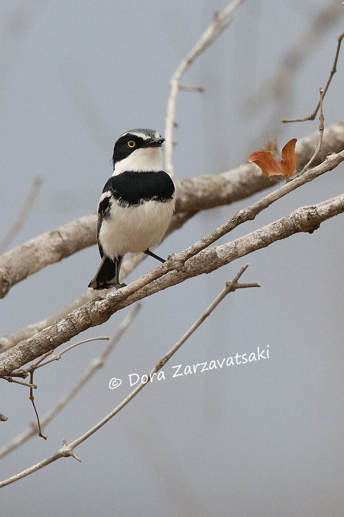 Chinspot Batis male adult